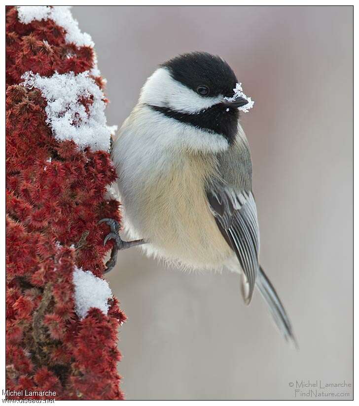 Black-capped Chickadeeadult, drinks