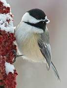 Black-capped Chickadee