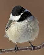 Black-capped Chickadee