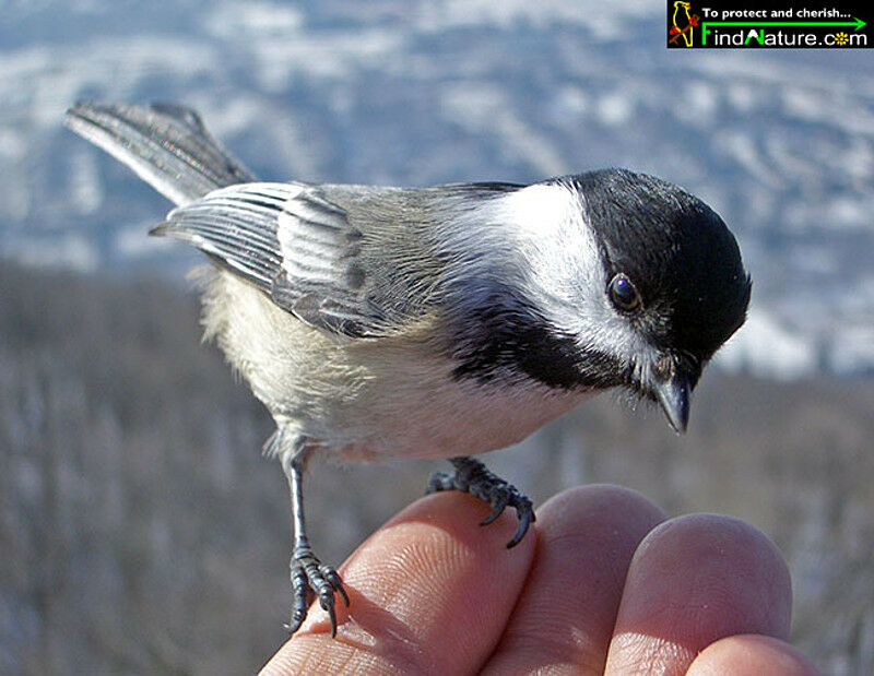 Mésange à tête noire