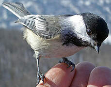 Black-capped Chickadee