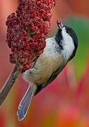 Black-capped Chickadee