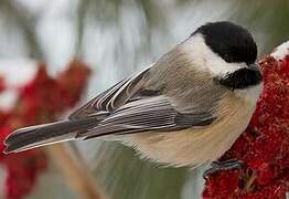 Black-capped Chickadee