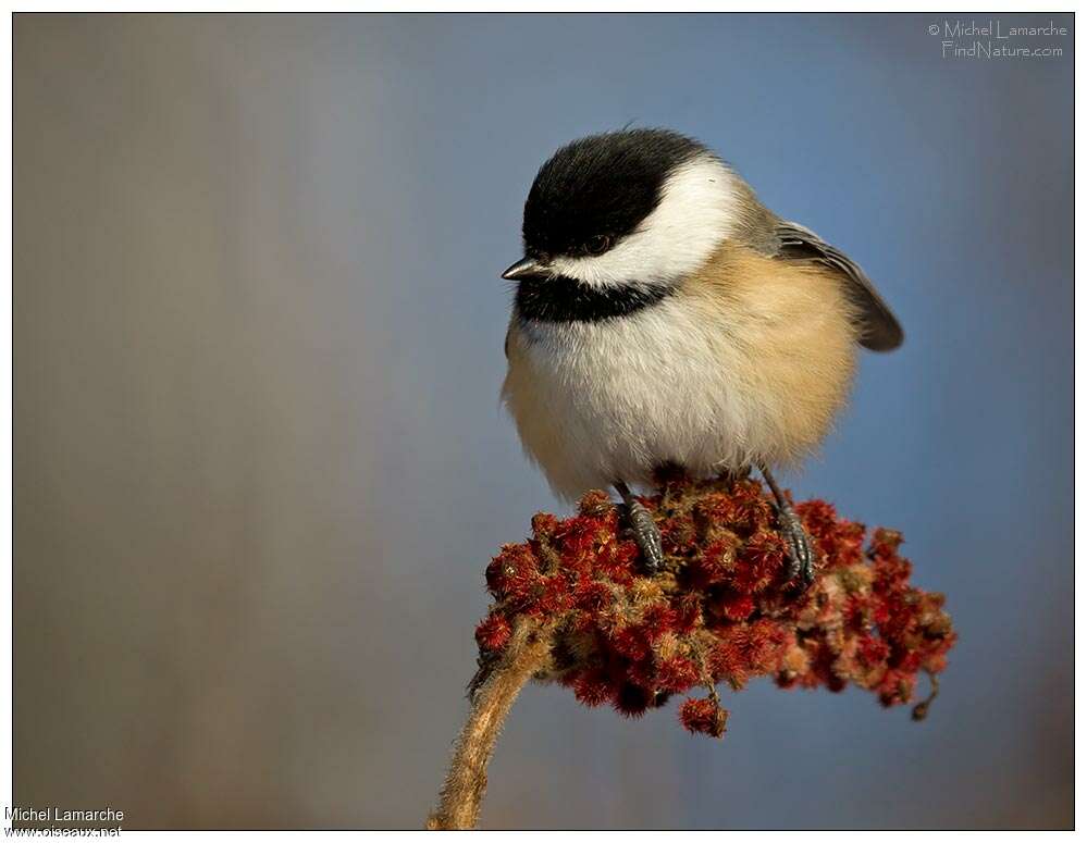 Mésange à tête noire, portrait