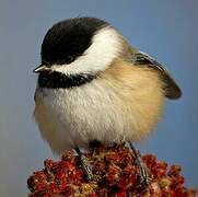 Black-capped Chickadee