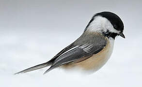 Black-capped Chickadee