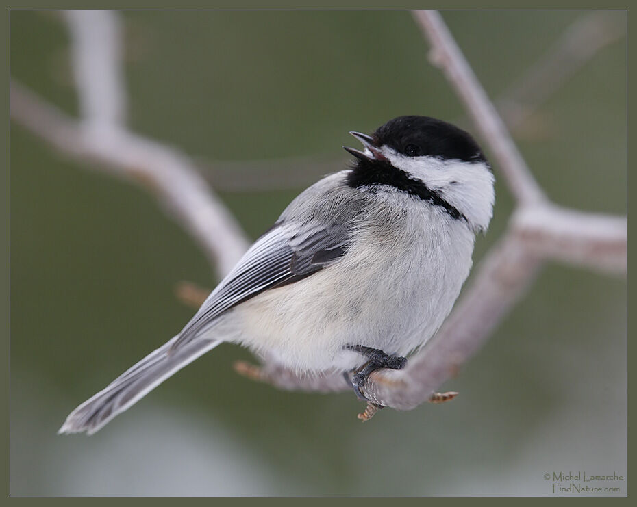 Black-capped Chickadee