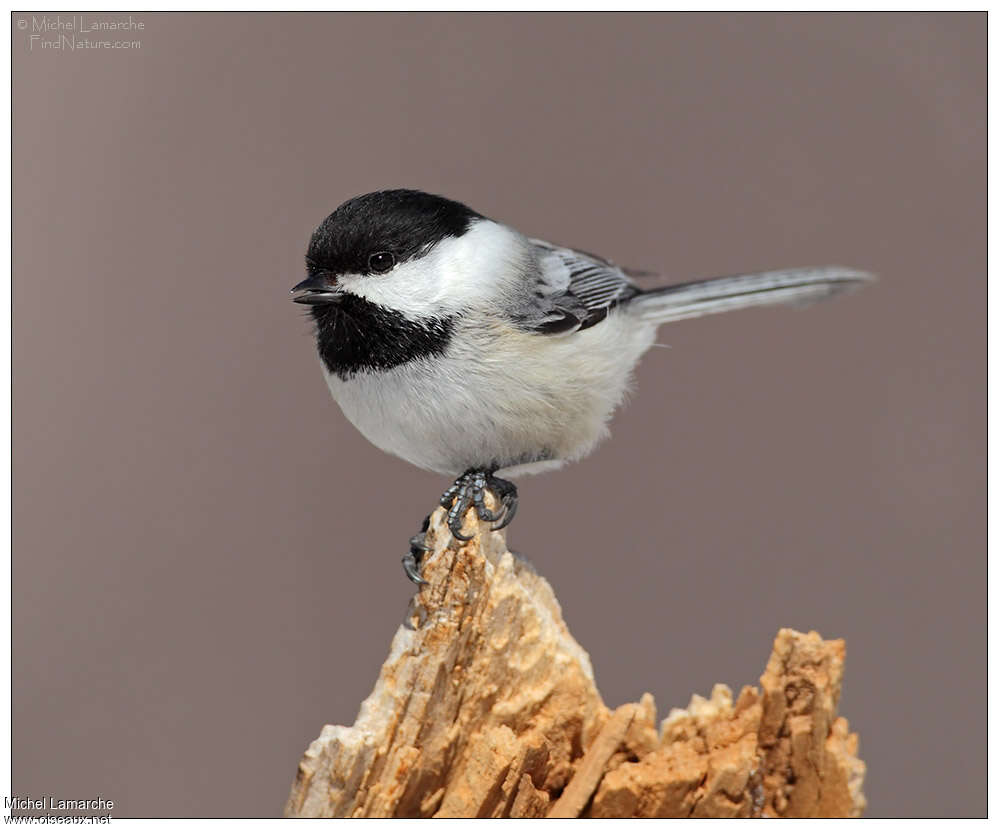 Mésange à tête noireadulte, pigmentation