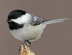 Black-capped Chickadee