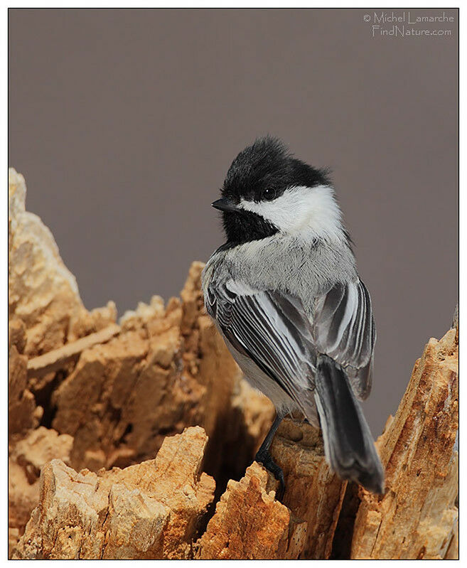 Black-capped Chickadee