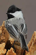 Black-capped Chickadee