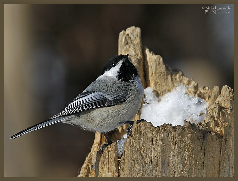 Black-capped Chickadee