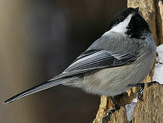 Black-capped Chickadee