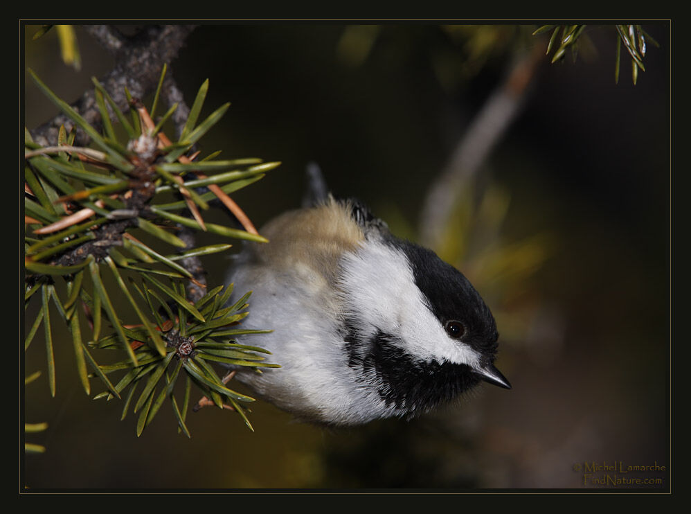 Black-capped Chickadee