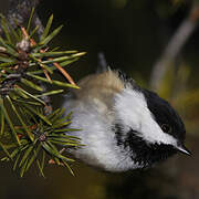 Black-capped Chickadee