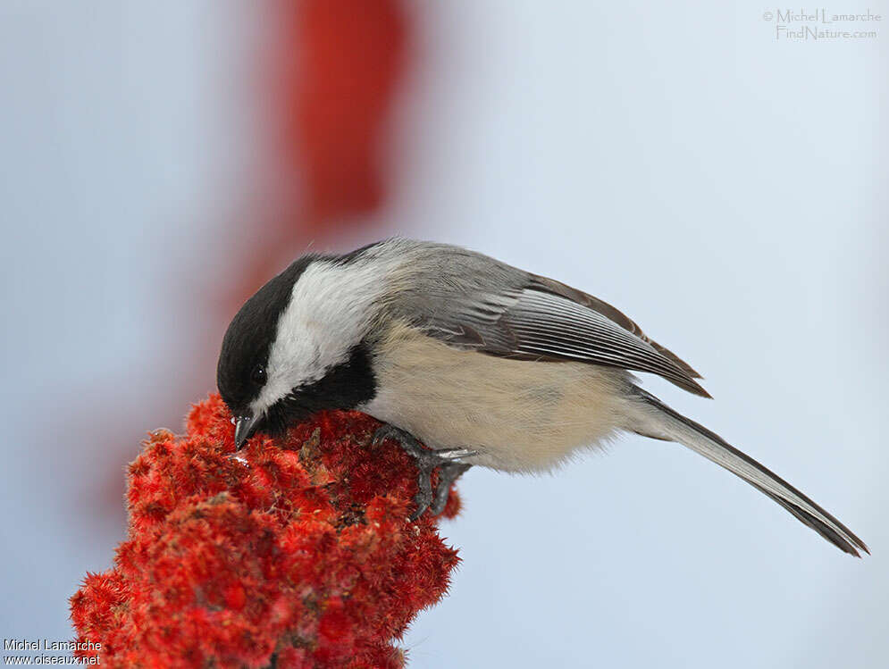 Mésange à tête noire, régime, mange