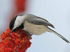 Black-capped Chickadee