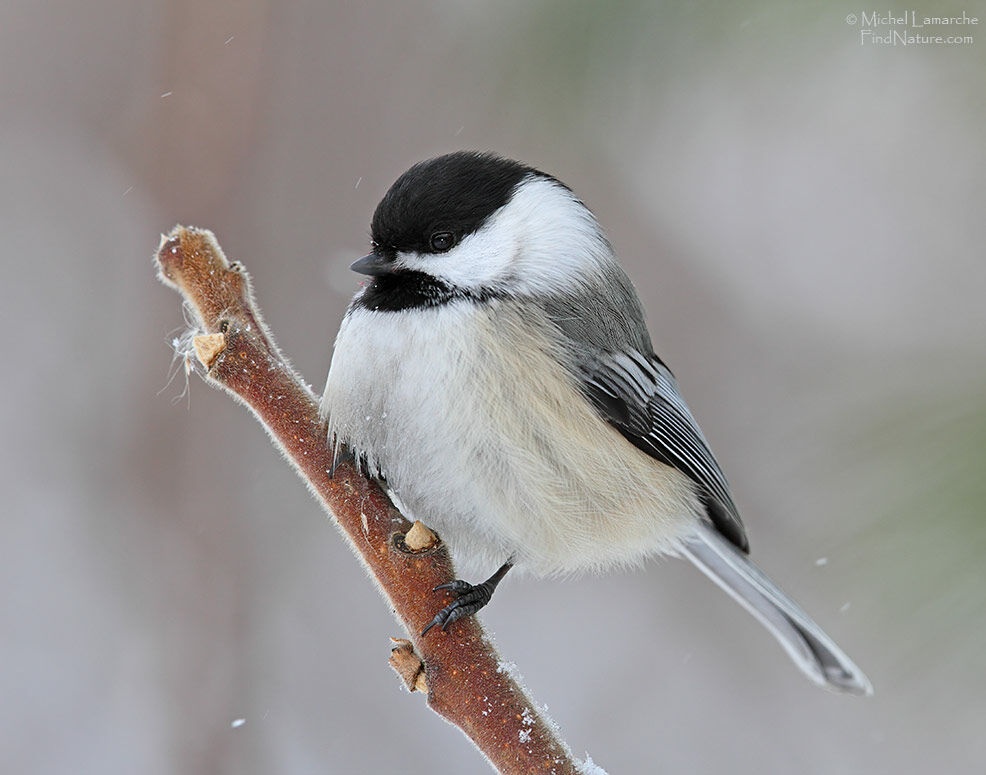 Mésange à tête noire