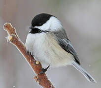 Black-capped Chickadee