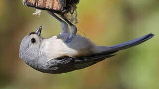 Tufted Titmouse