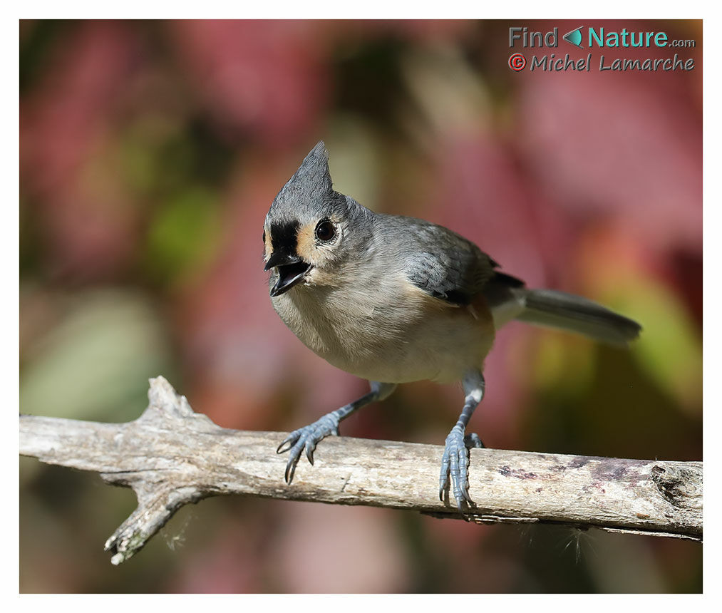 Tufted Titmouse