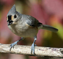 Mésange bicolore