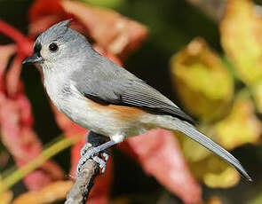 Mésange bicolore