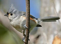 Tufted Titmouse