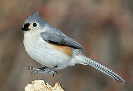 Tufted Titmouse