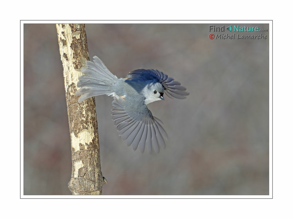 Mésange bicolore, Vol