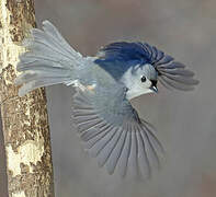 Tufted Titmouse