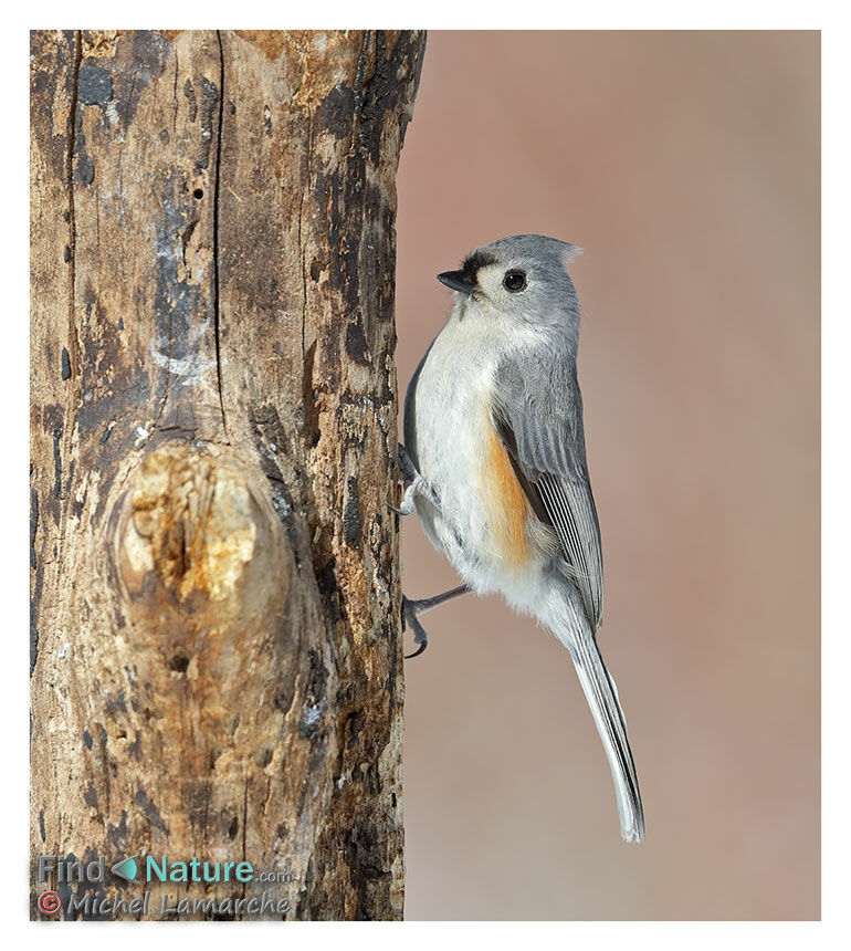 Mésange bicolore