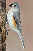 Tufted Titmouse