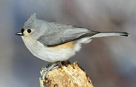 Tufted Titmouse