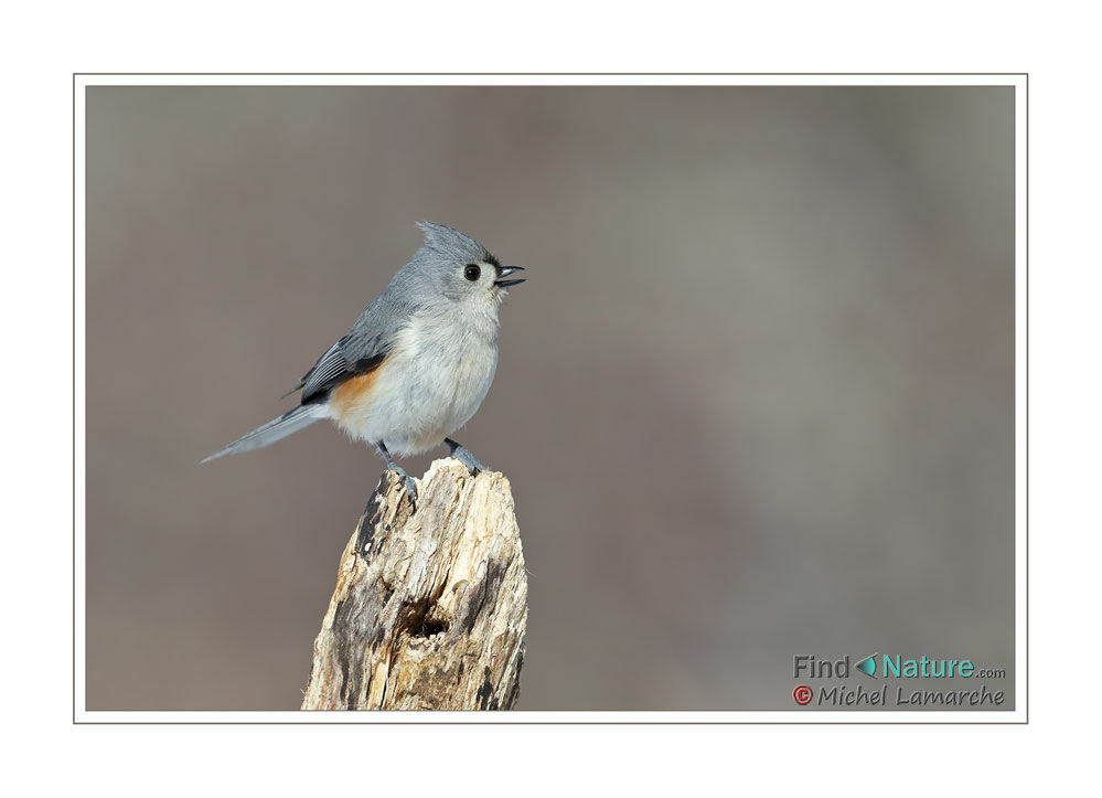 Tufted Titmouse