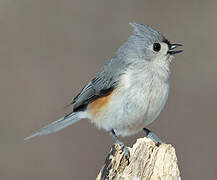 Tufted Titmouse