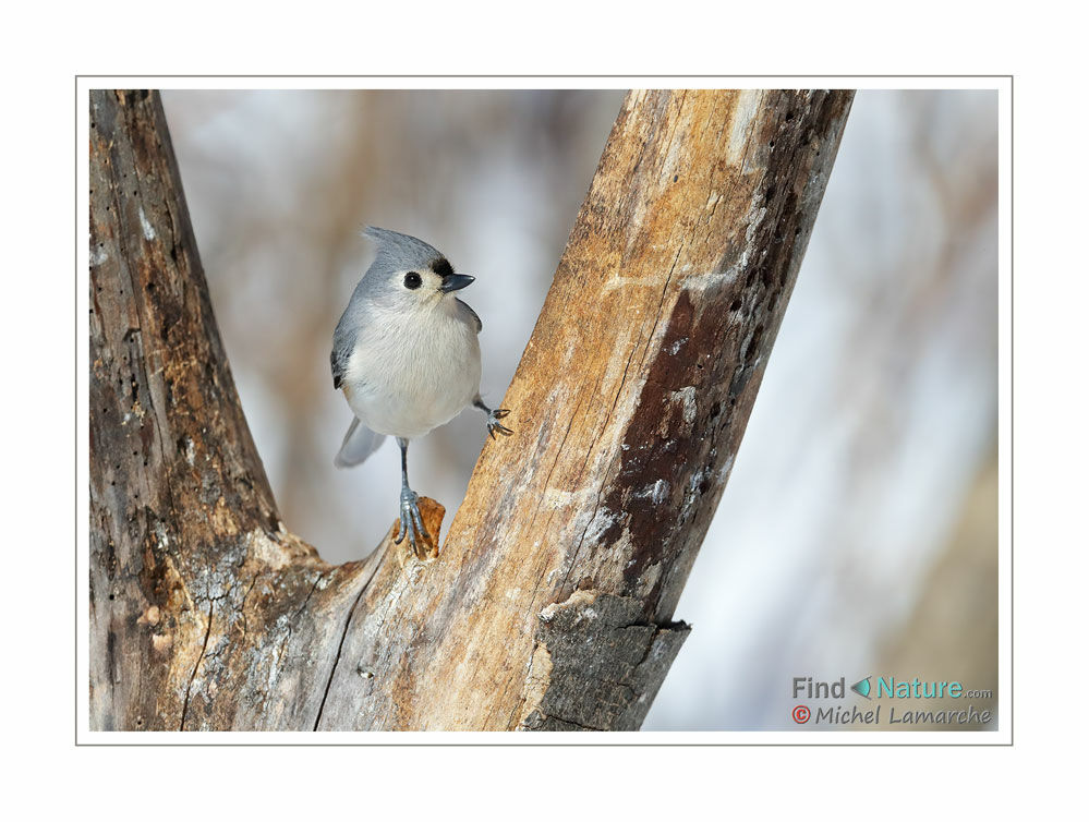 Tufted Titmouse