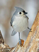 Tufted Titmouse