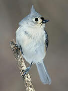 Tufted Titmouse