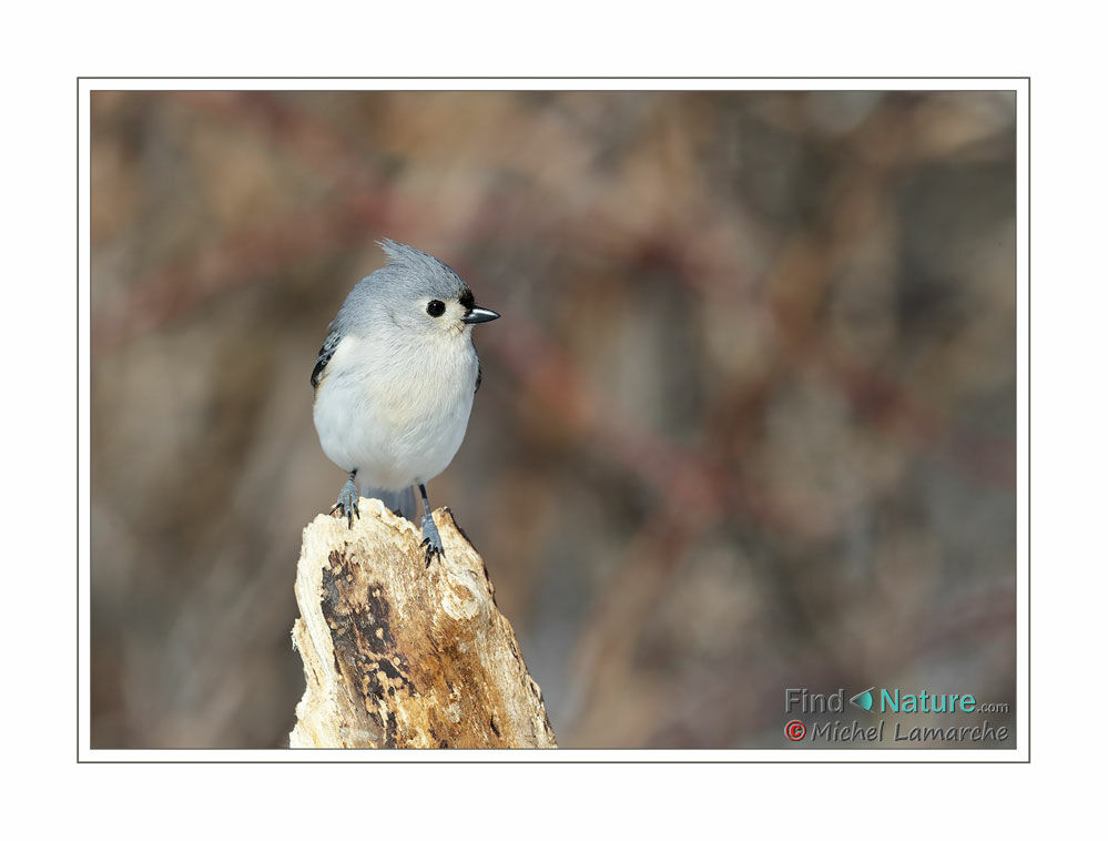 Tufted Titmouse