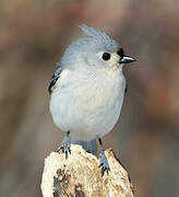 Tufted Titmouse