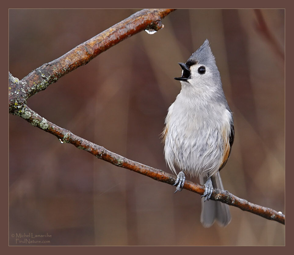 Tufted Titmouse, identification