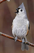 Tufted Titmouse