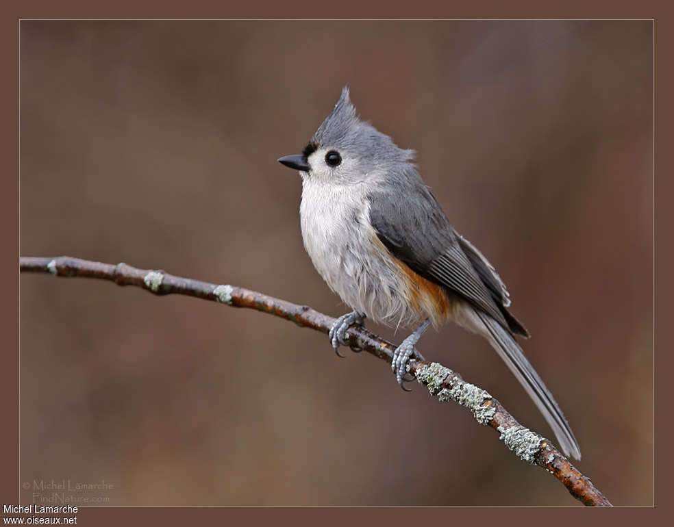 Tufted Titmouse, identification