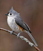 Tufted Titmouse