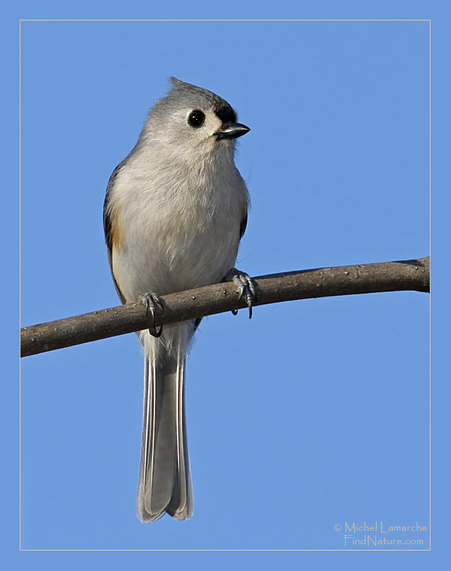 Mésange bicolore