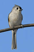 Tufted Titmouse