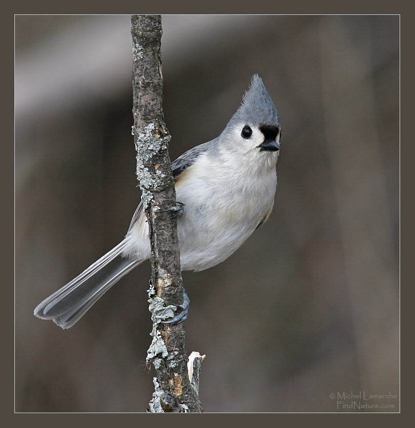 Mésange bicolore