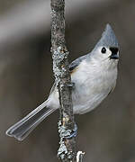 Tufted Titmouse