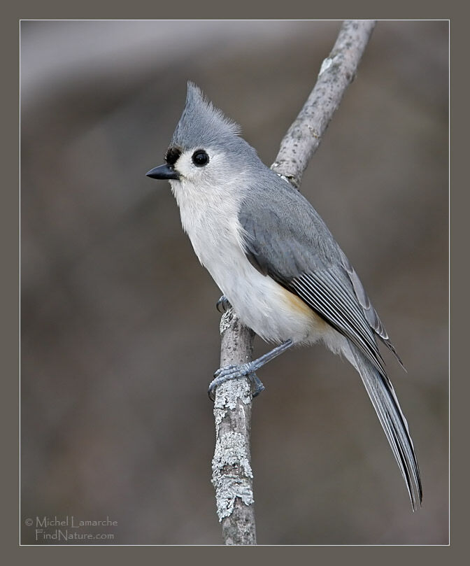 Mésange bicolore